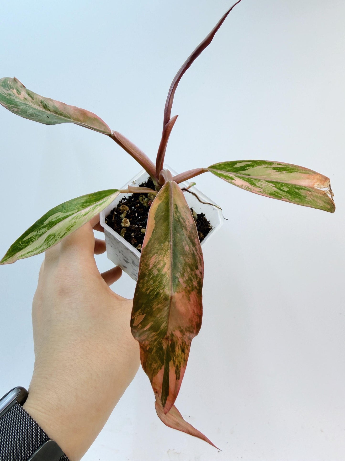 Philodendron Caramel Marble