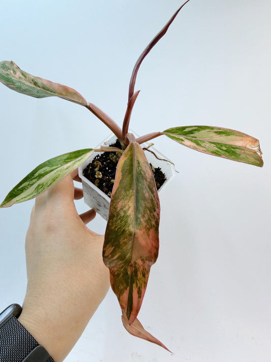 Philodendron Caramel Marble