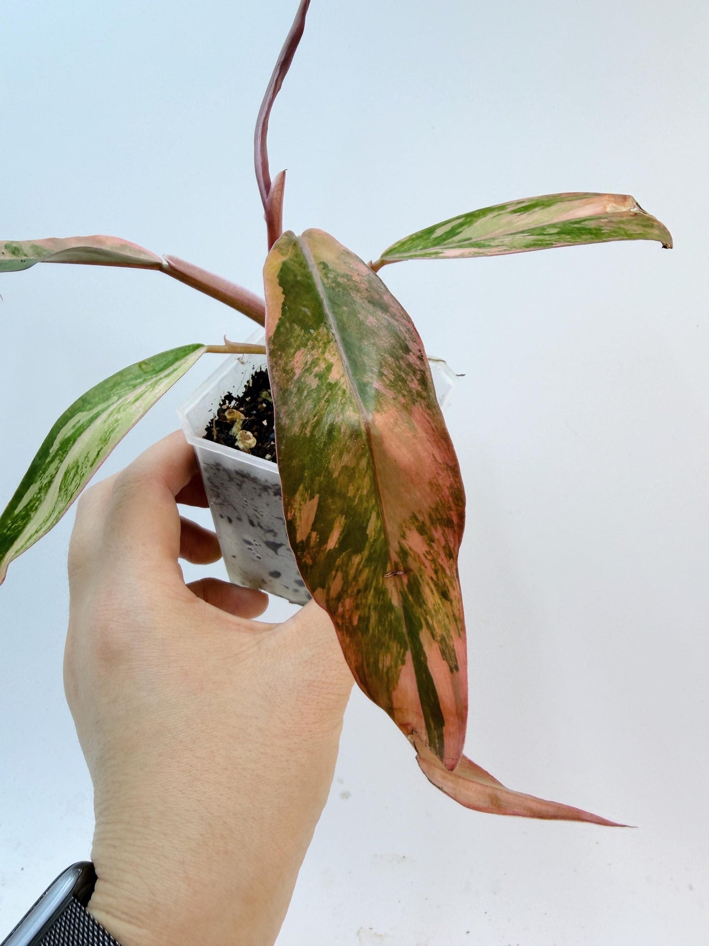 Philodendron Caramel Marble