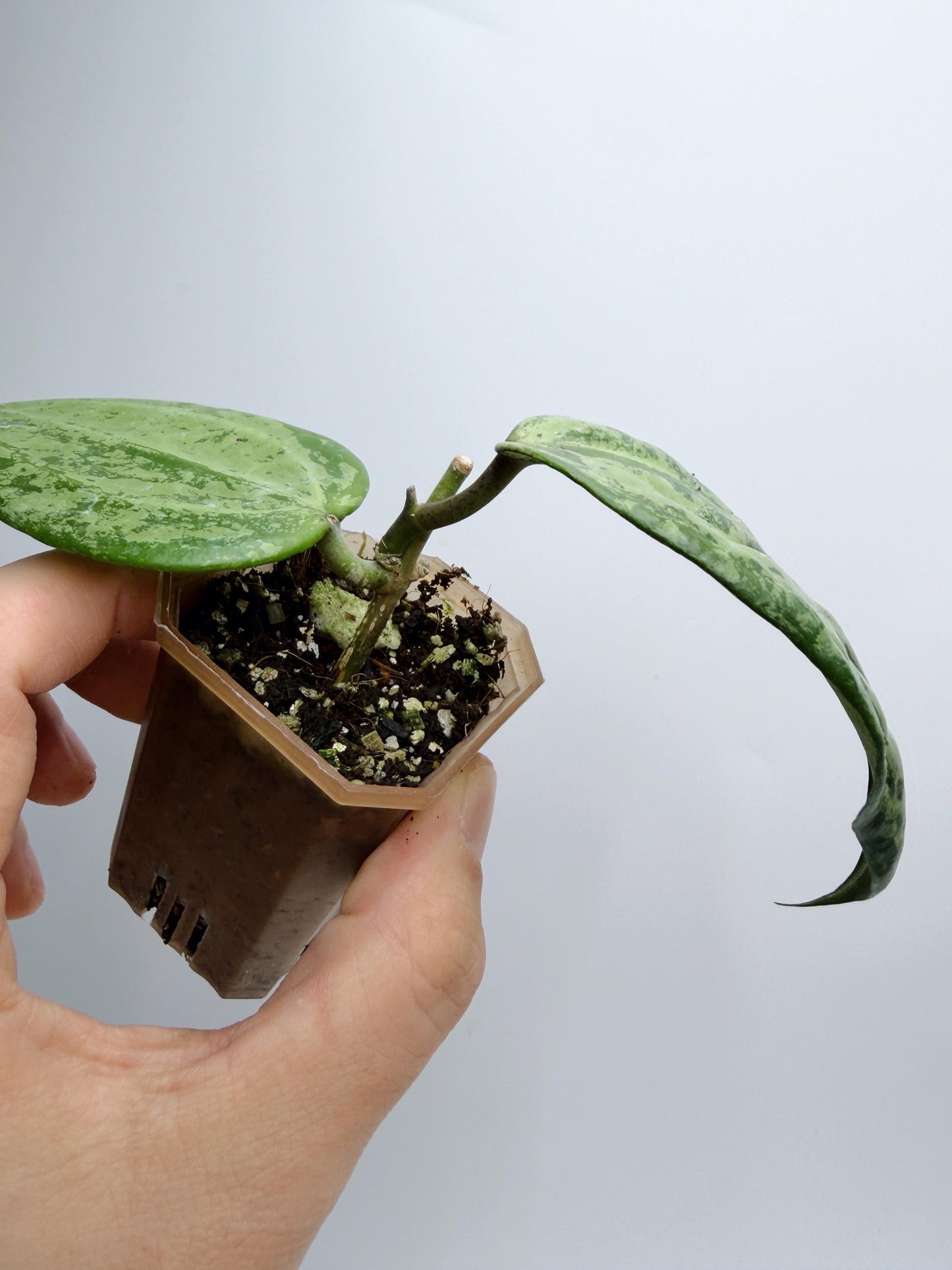 Hoya Michele Silver/Splash