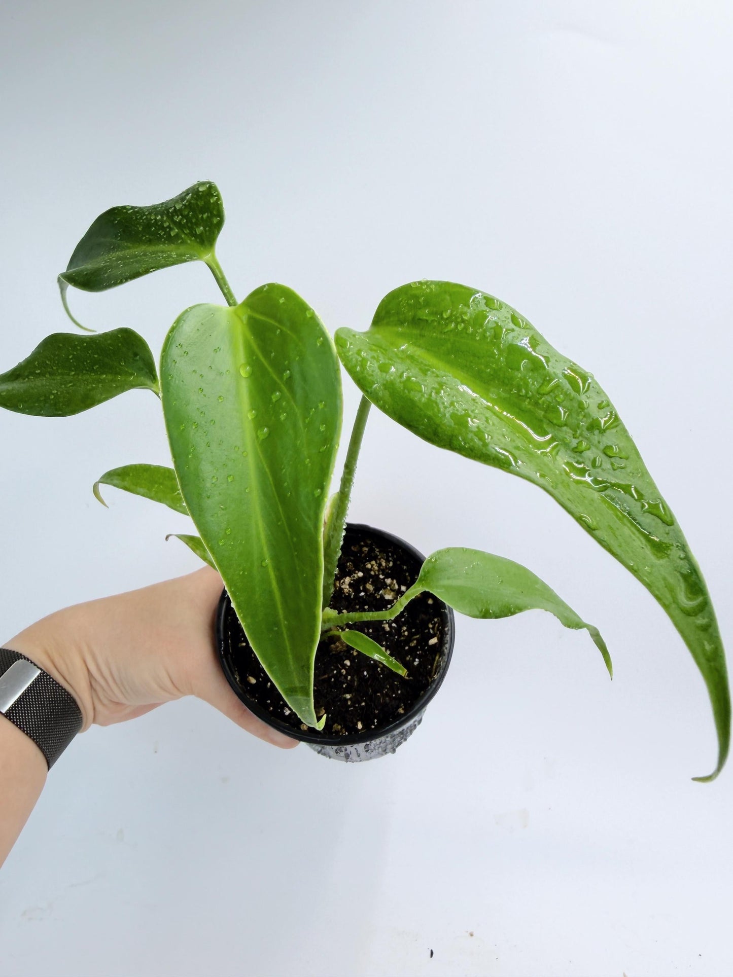 Monstera Burle Marx Flame