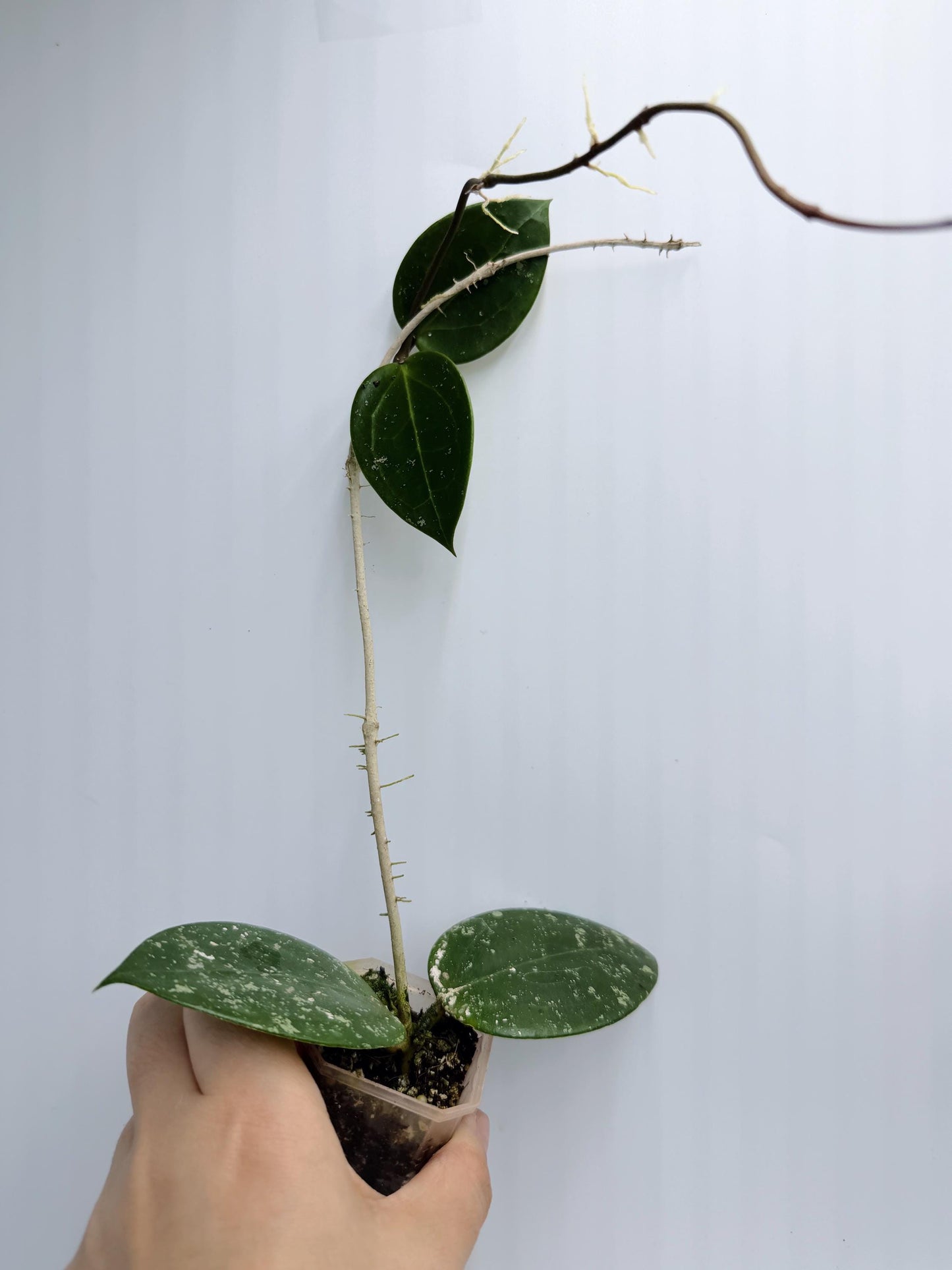 Hoya Verticillata Heart Leaves Splash