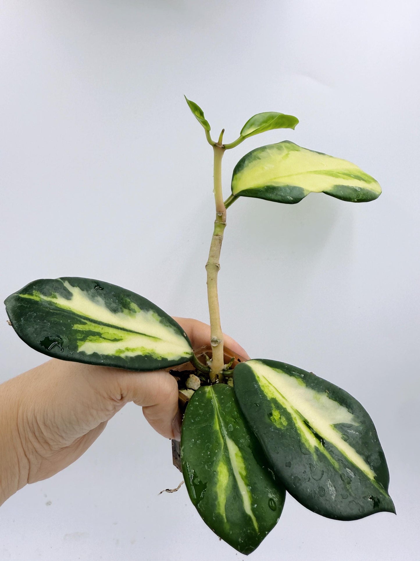 Hoya Diversifolia Maharani Variegata
