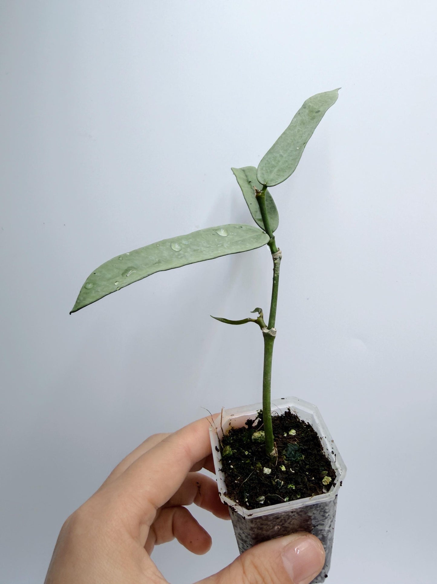 Hoya Pandurata Silver