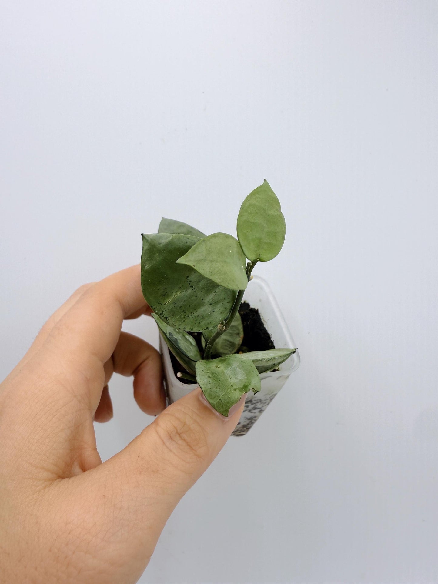 Hoya Lacunosa Silver Mint Coin