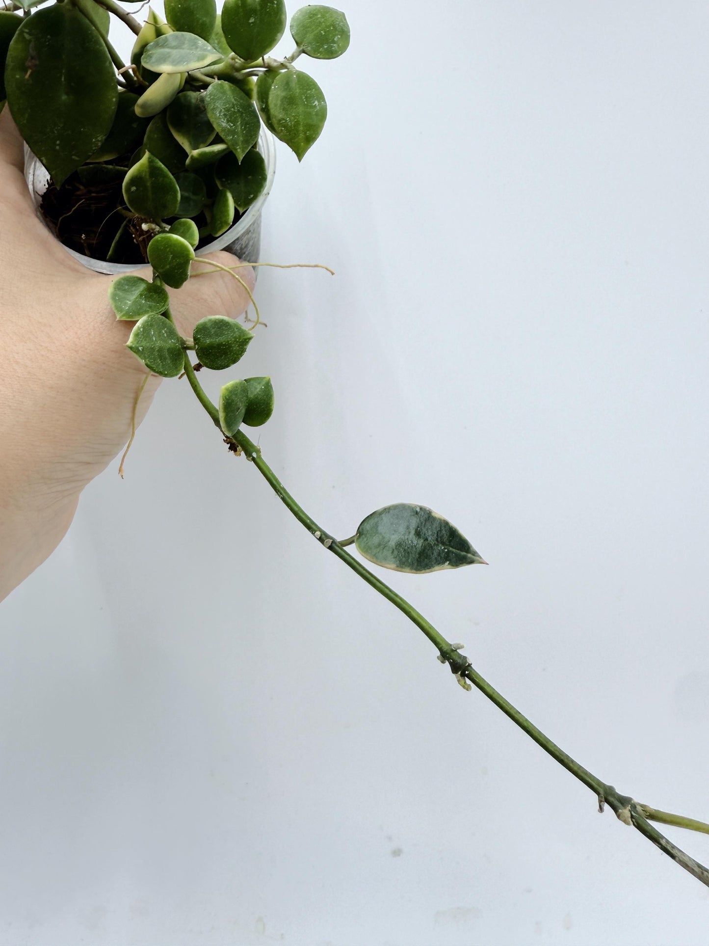 Hoya Lacunosa Asami Clone 2