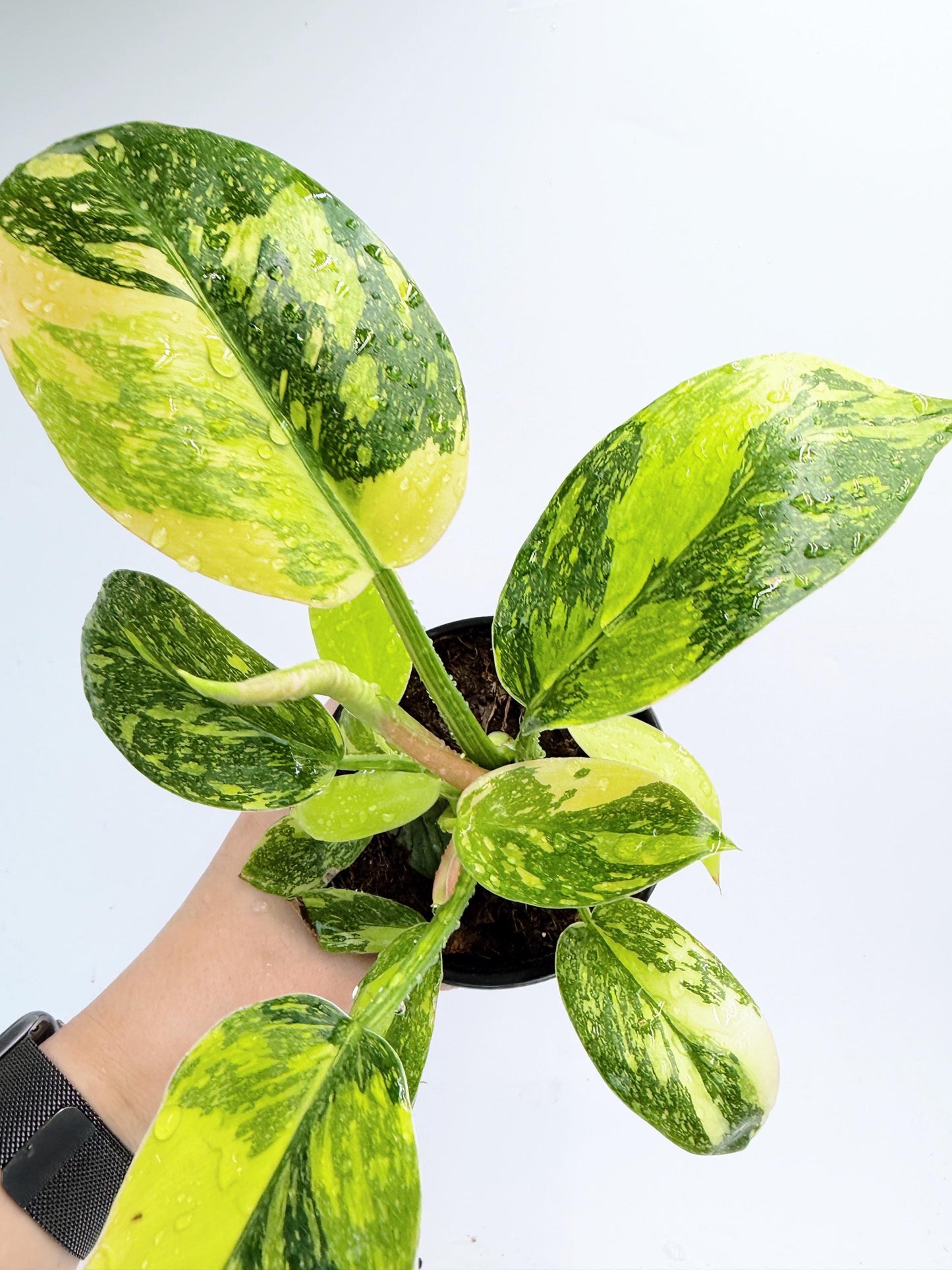 Philodendron Green Congo Nuclear