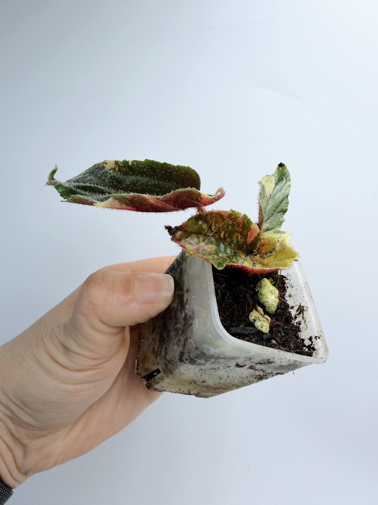 Begonia Ginny Galaxy Variegated