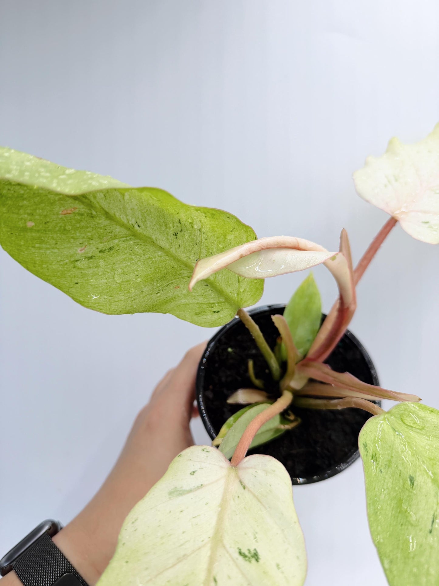 Philodendron Snow Drift