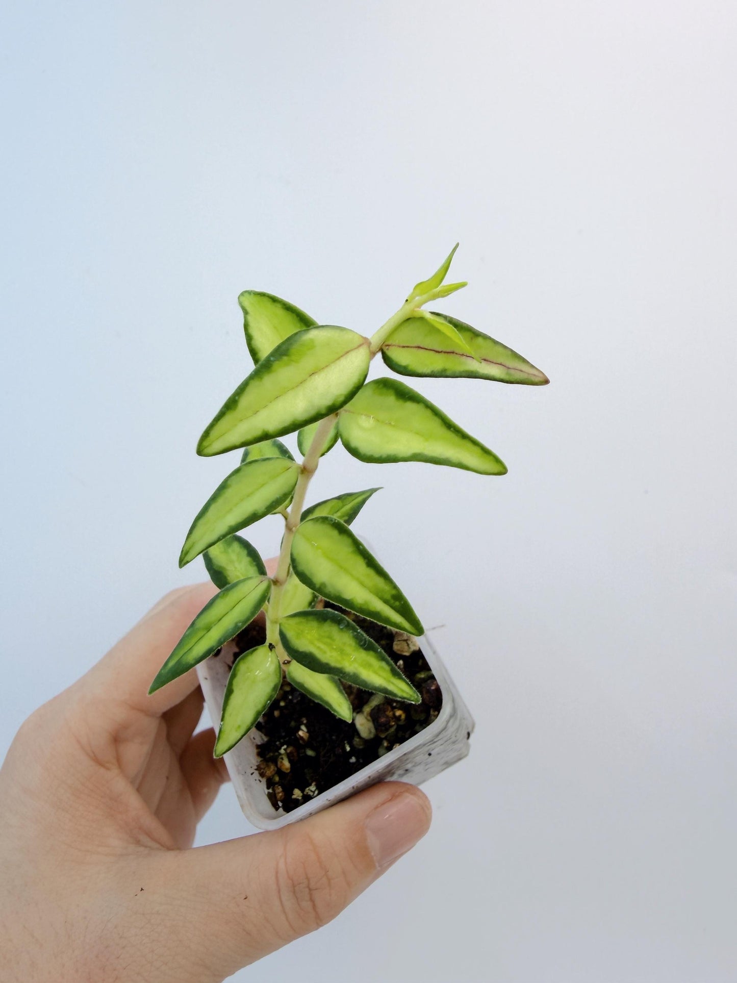 Hoya Bella Inner Variegated