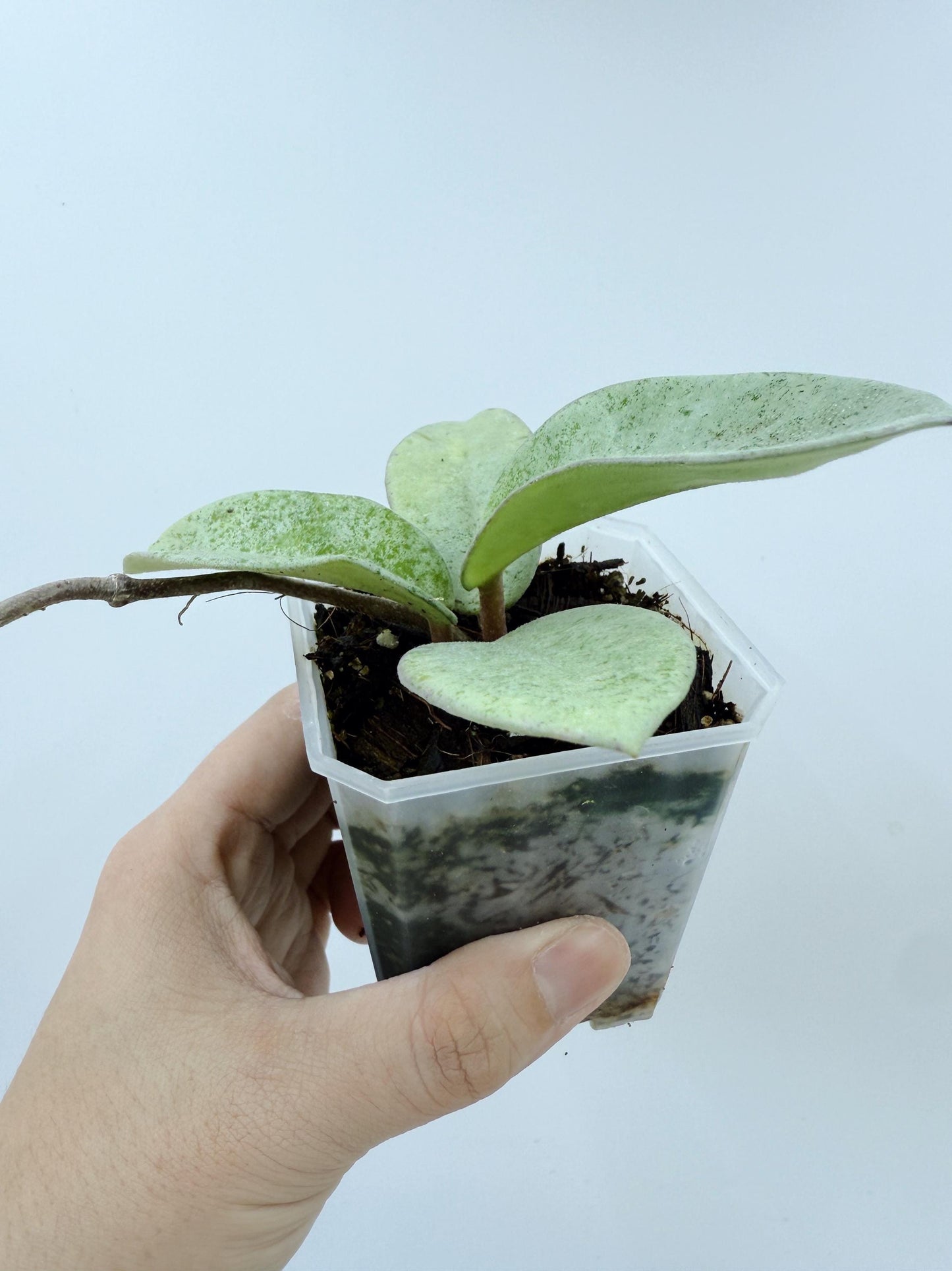 Hoya Nova Ghost