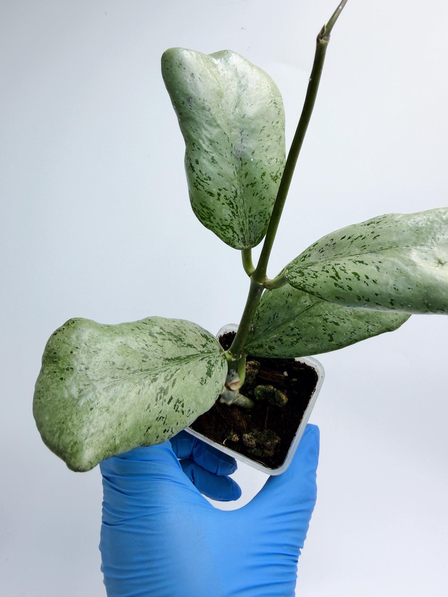 Hoya Chiang Dao Silver