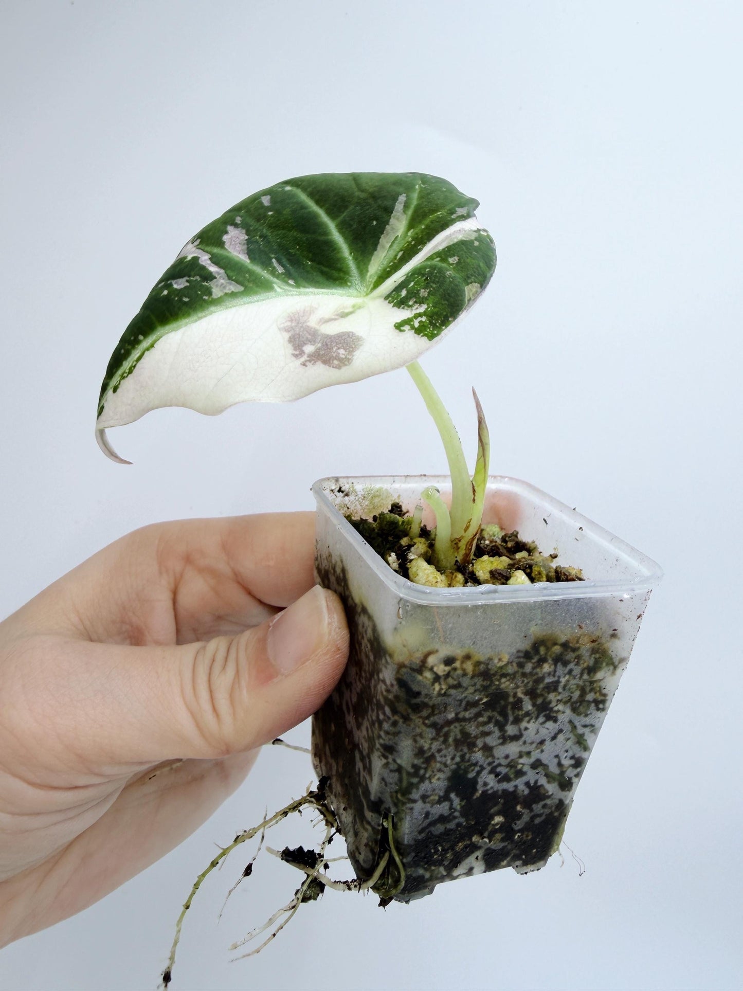 Alocasia Black Velvet Pink Variegated