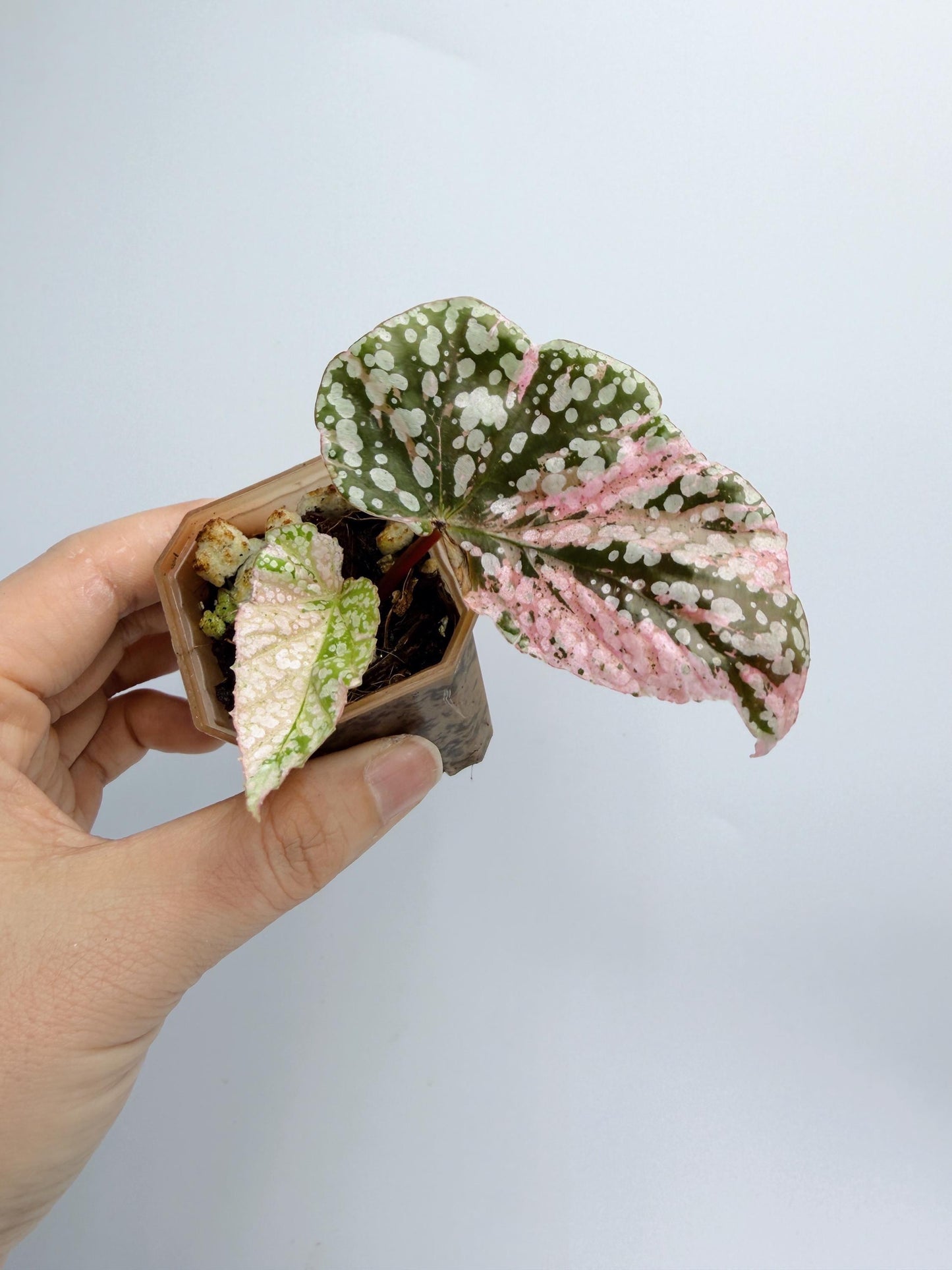 Begonia Snow Capped Variegated