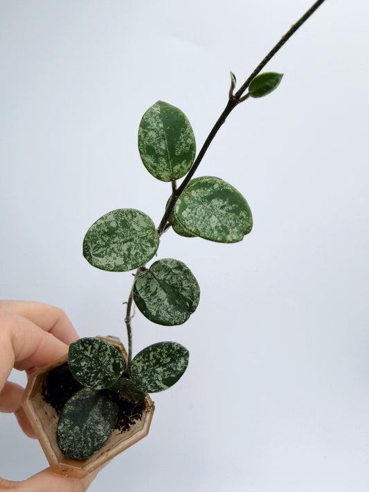 Hoya Mathilde Splash