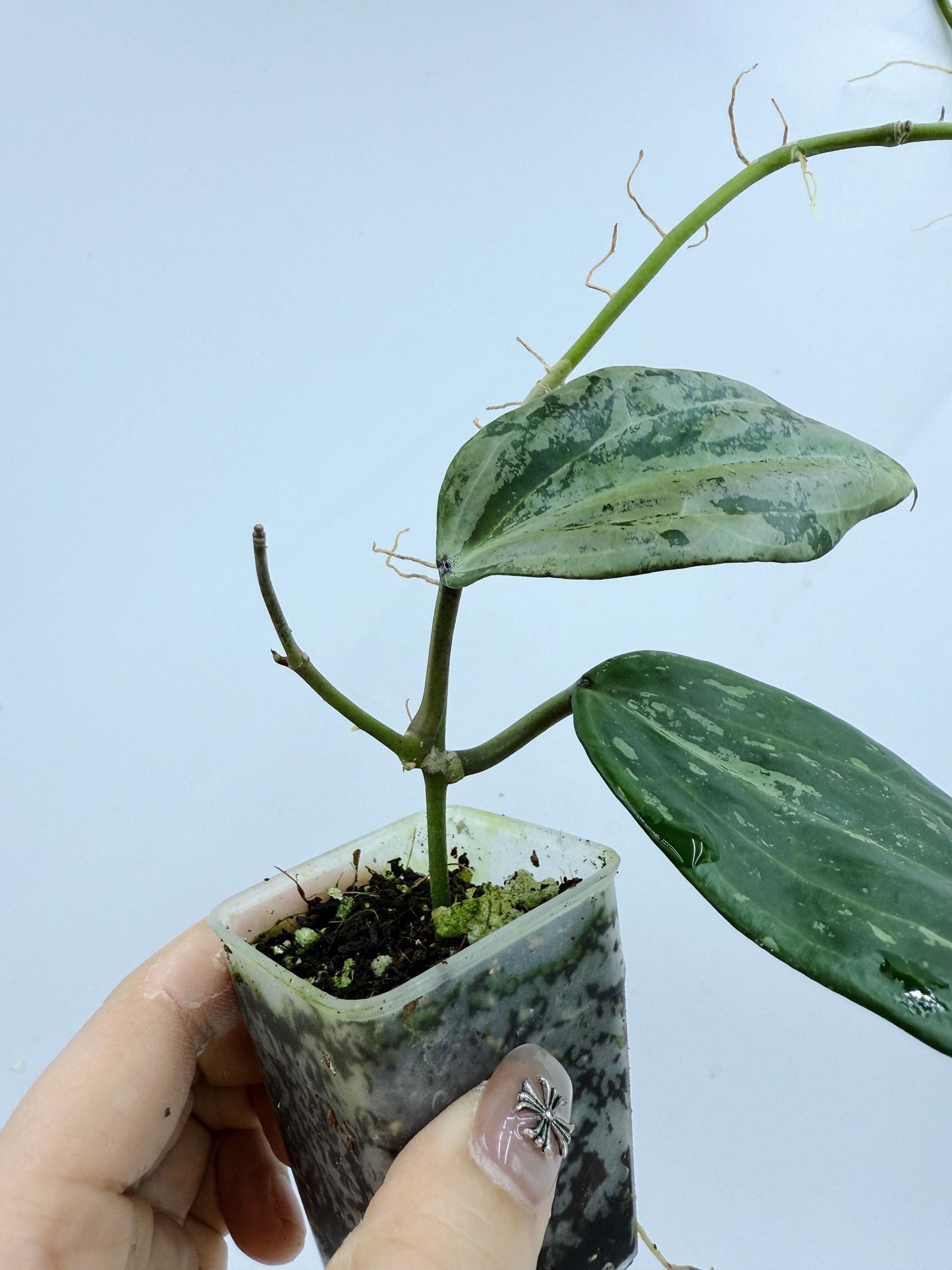 Hoya Michele Silver/Splash