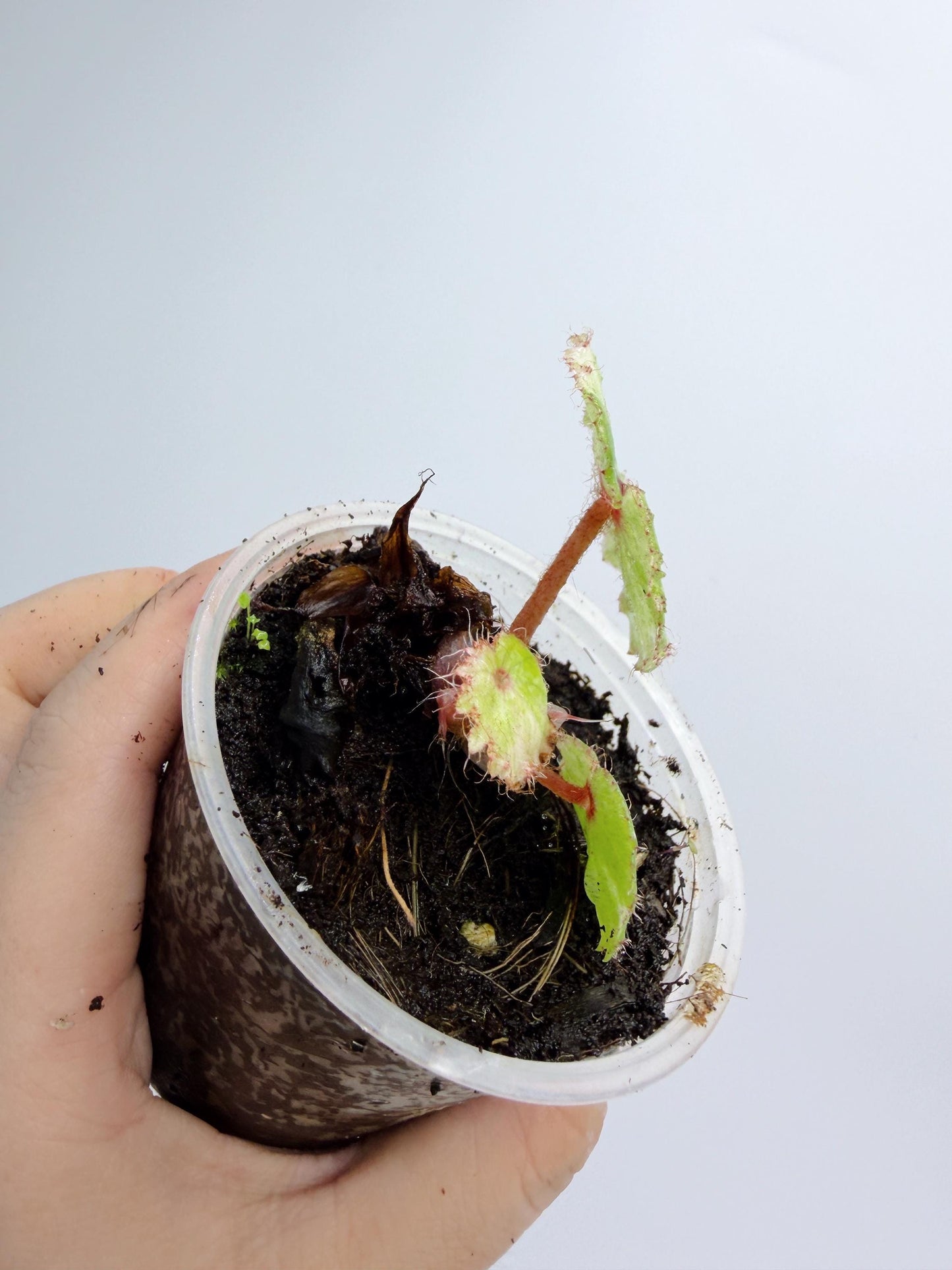 Begonia Rouge Variegated