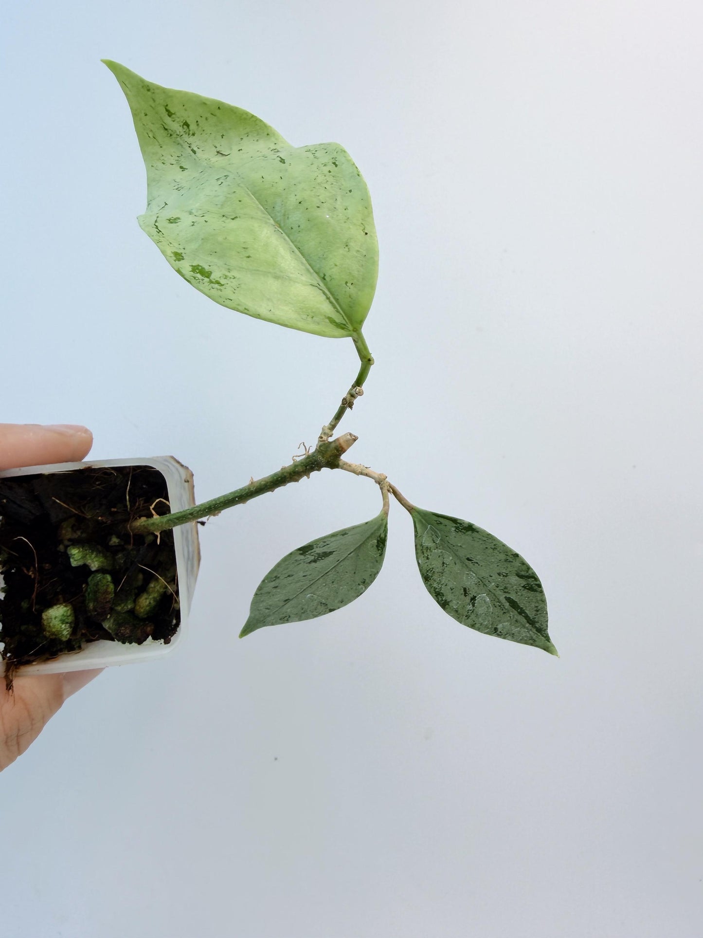 Hoya Coriacea Silver