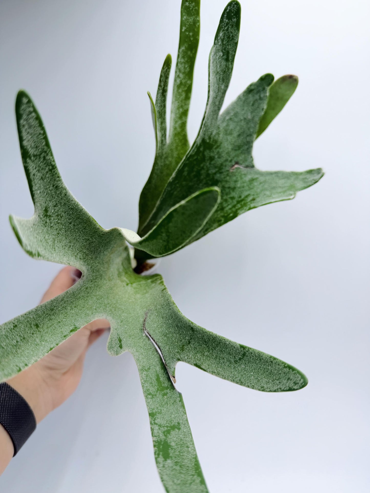 Platycerium Redleyi 'fine stem'