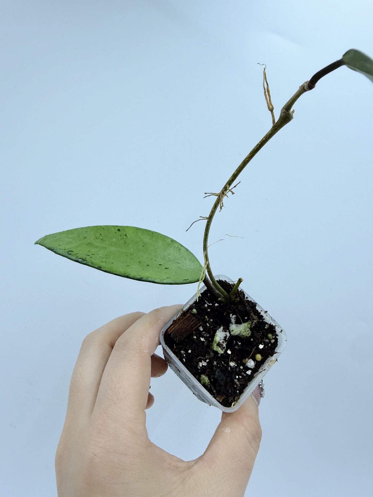 Hoya Snow Cui Silver