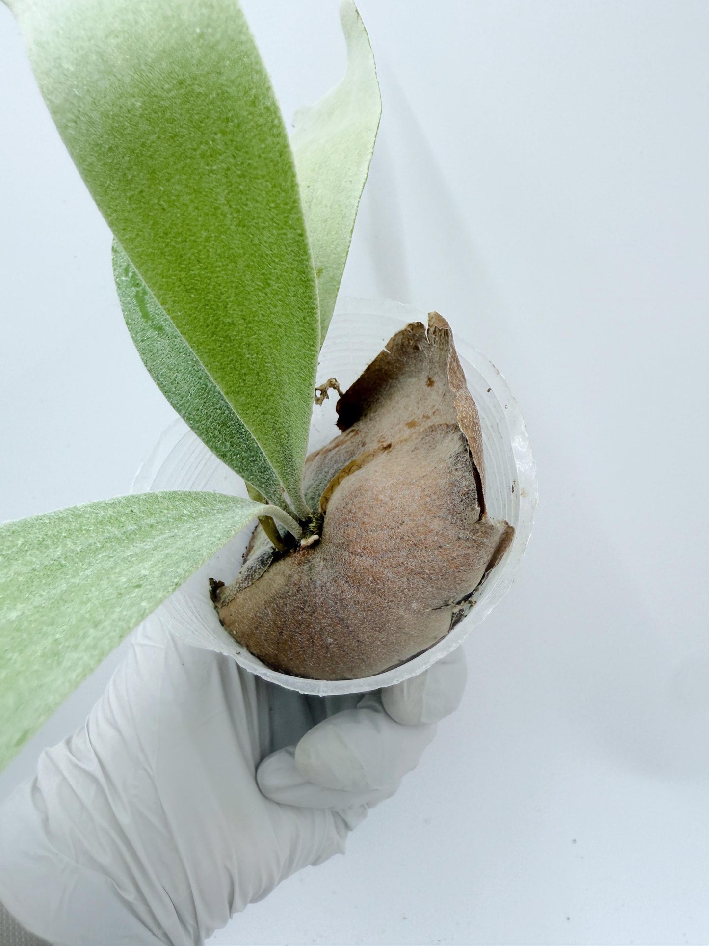 Platycerium Bifurcatum sp.White