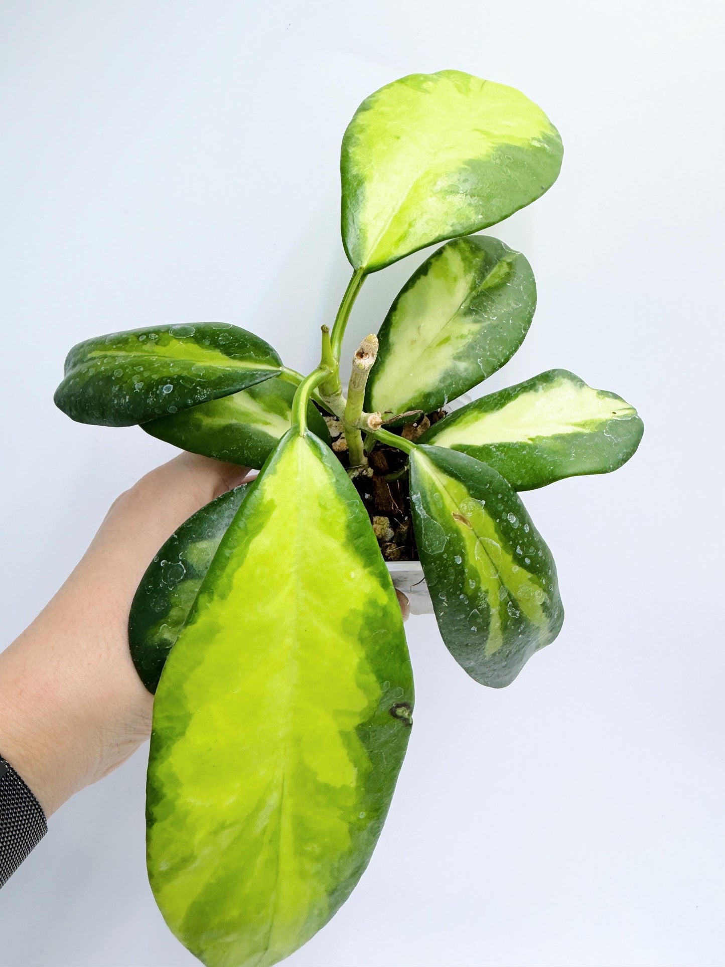 Hoya Diversifolia Maharani Variegata