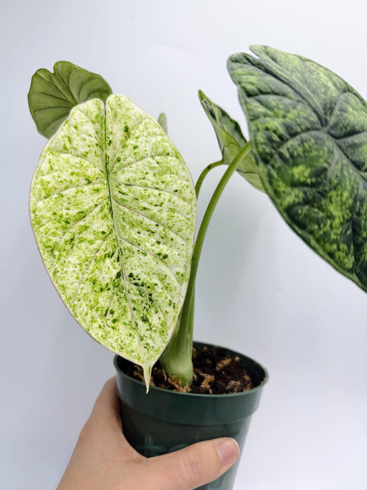 Alocasia Dragon Scale Mint