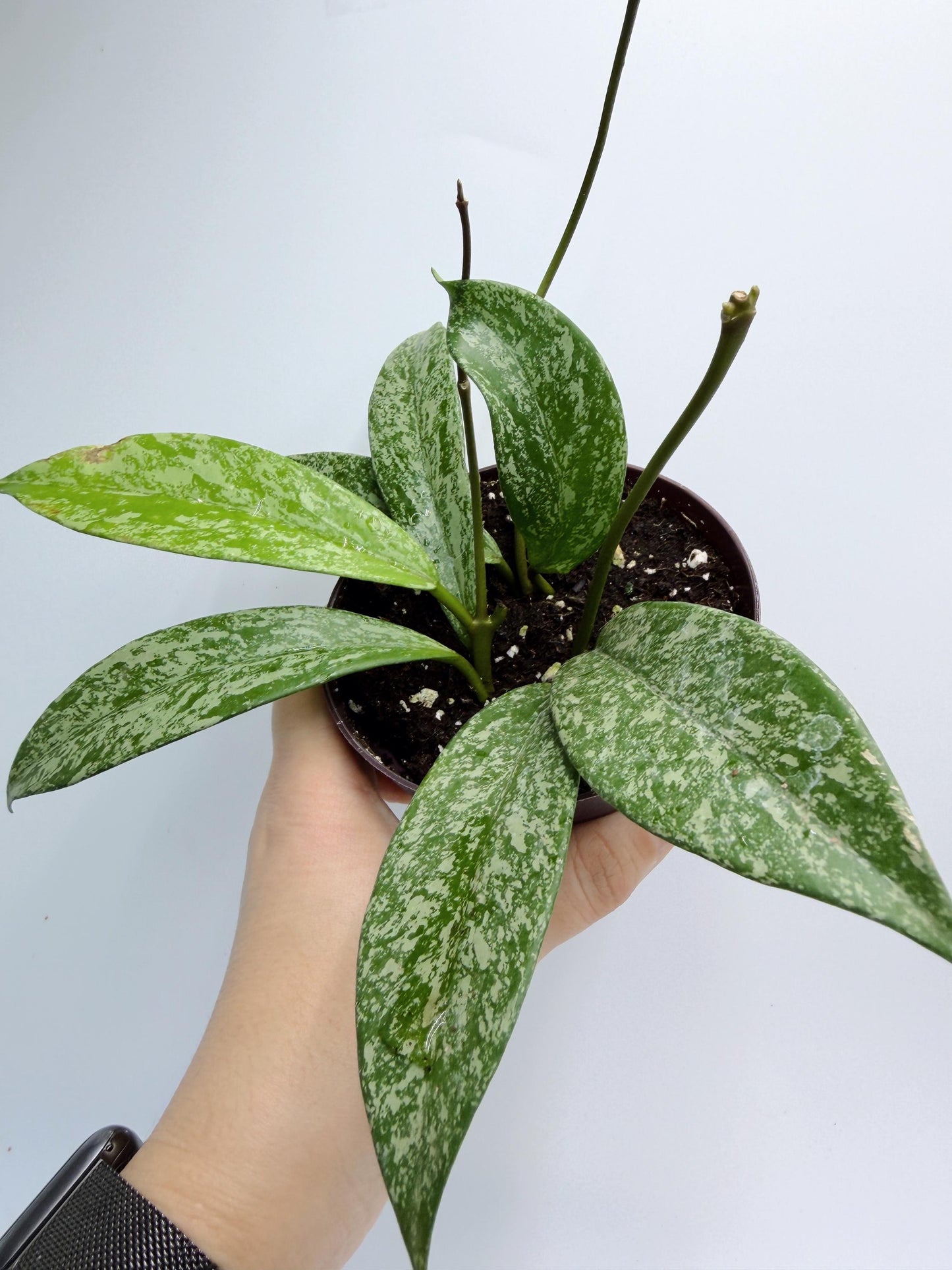 Hoya Pubicalyx Pink Silver Ghost