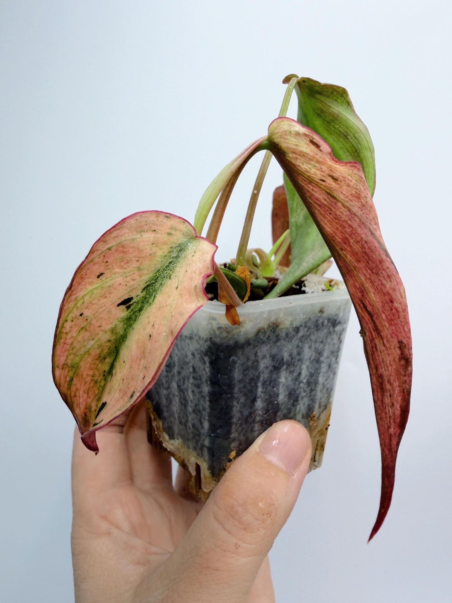 Philodendron Mican Mint Variegated