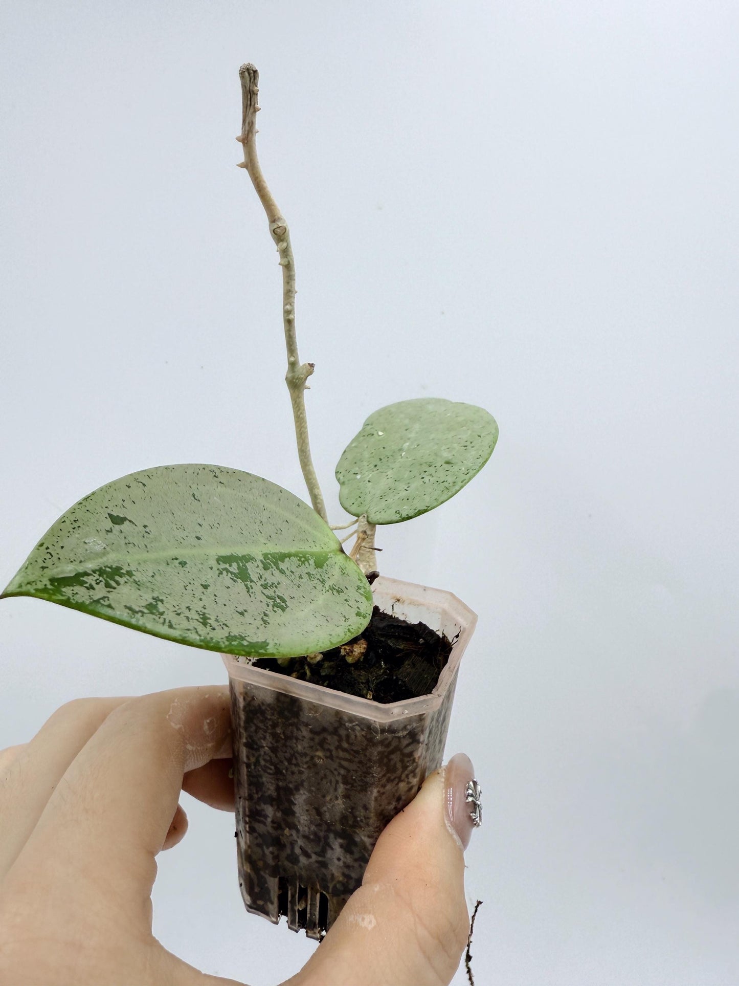 Hoya Verticillata Heart Leaves Silver
