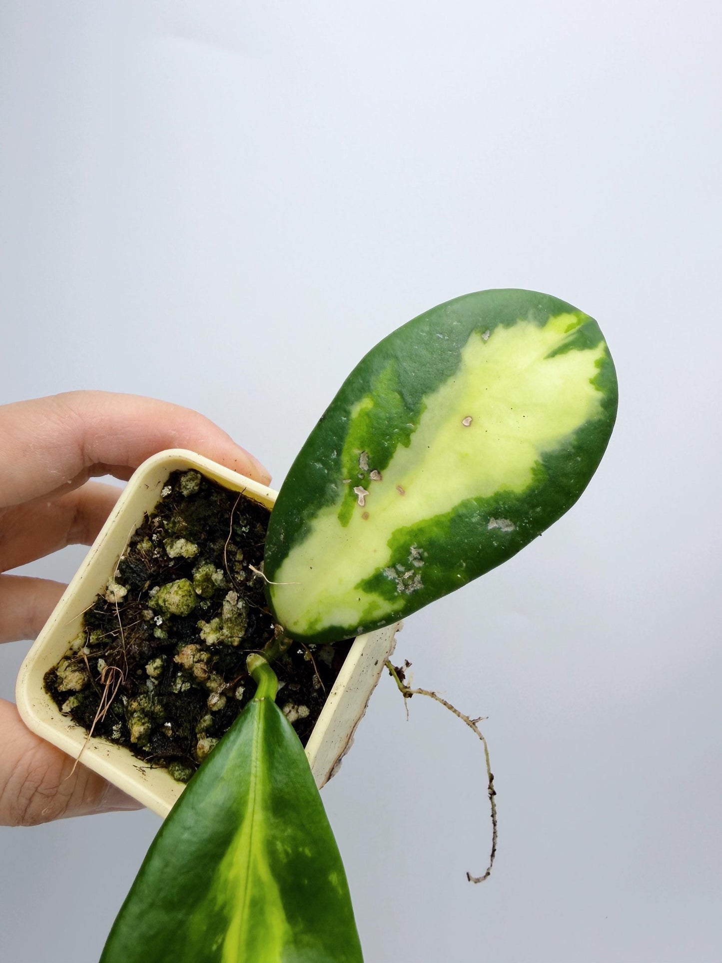 Hoya Diversifolia Maharani Variegata