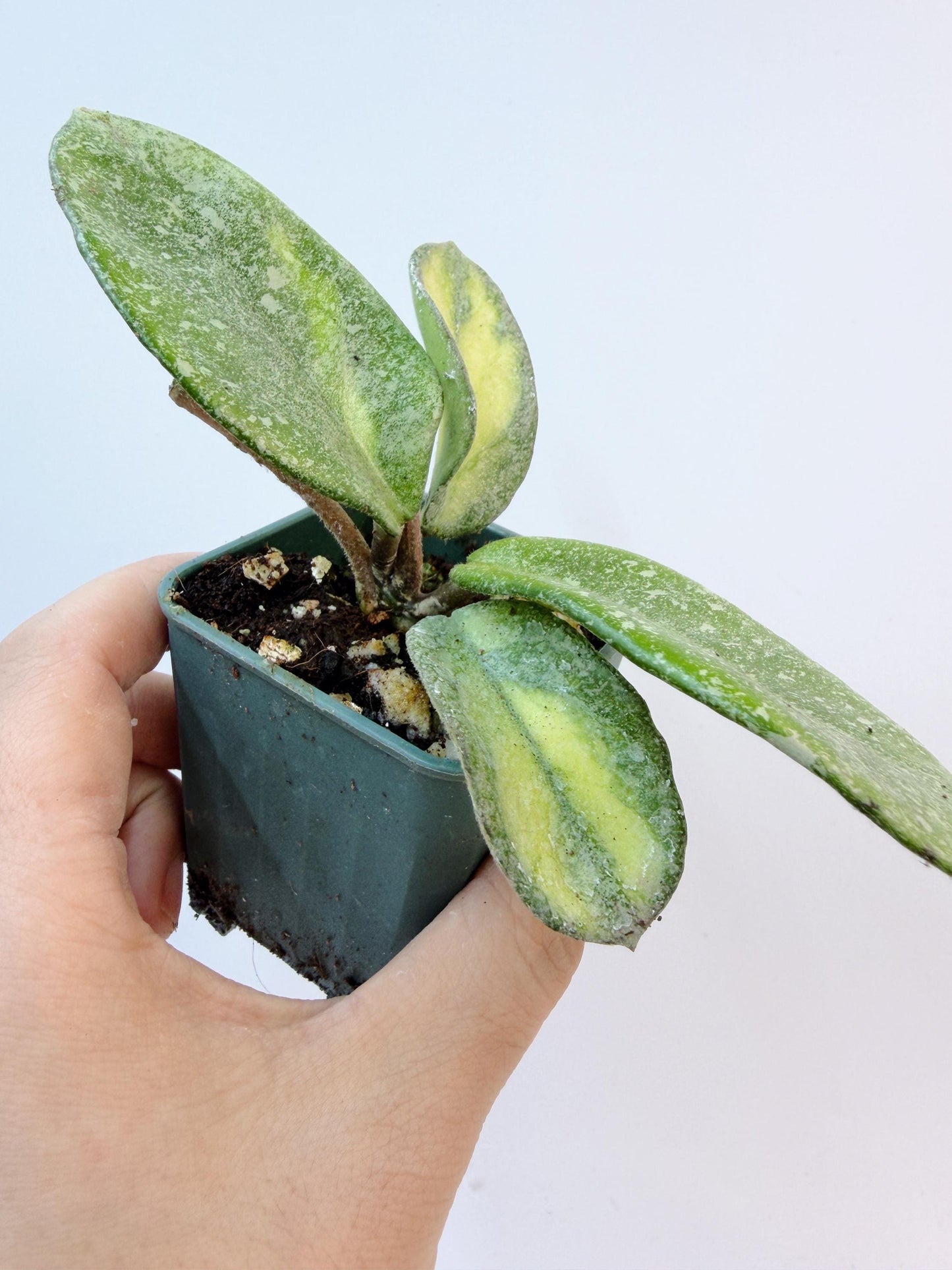 Hoya Argentea Princess