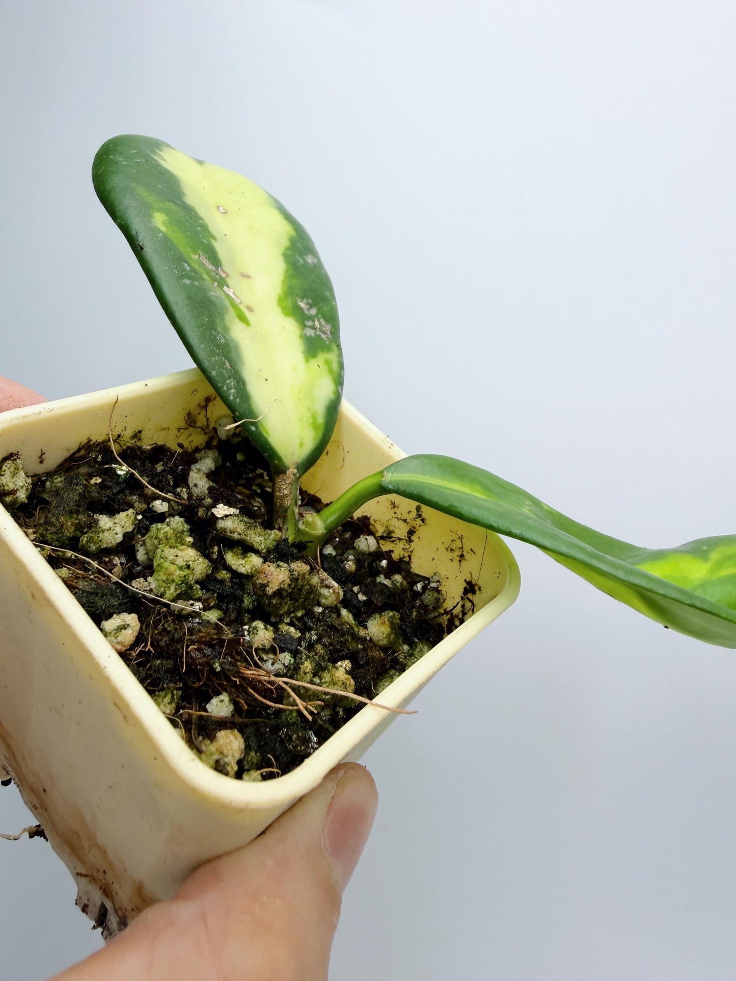 Hoya Diversifolia Maharani Variegata