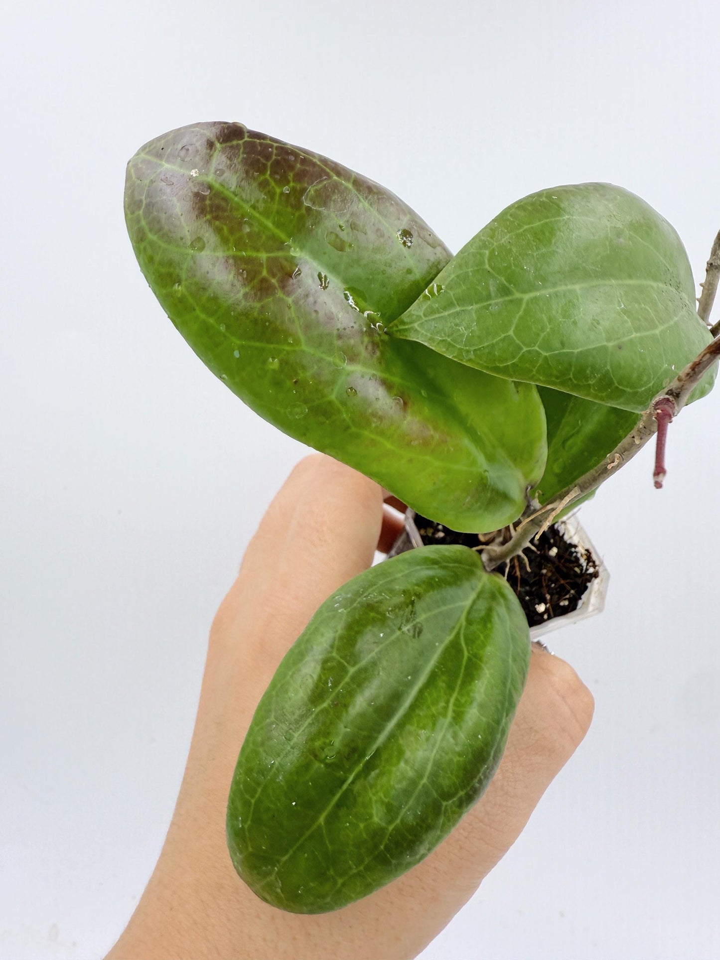 Hoya Swiffer's Dream