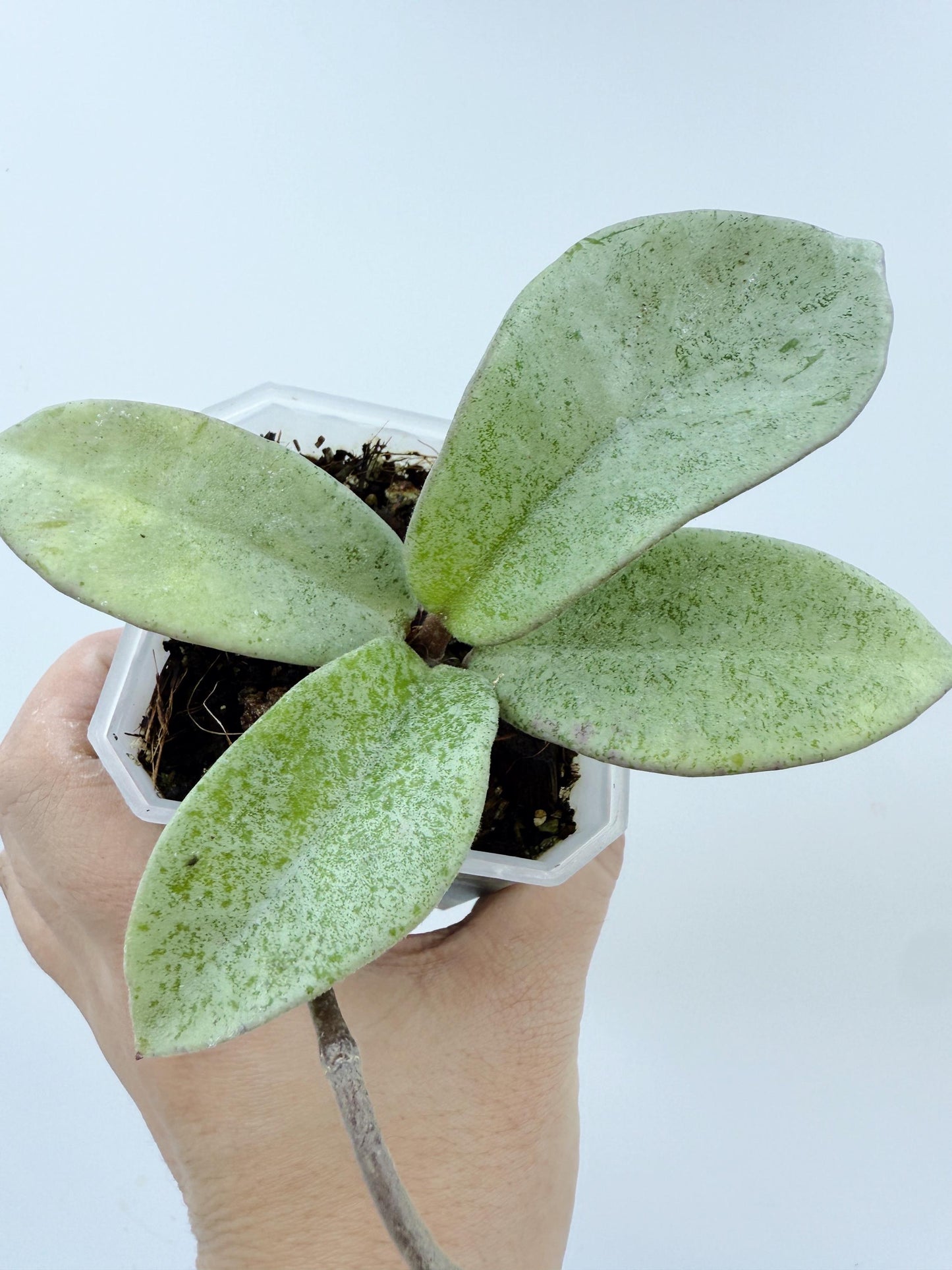 Hoya Nova Ghost