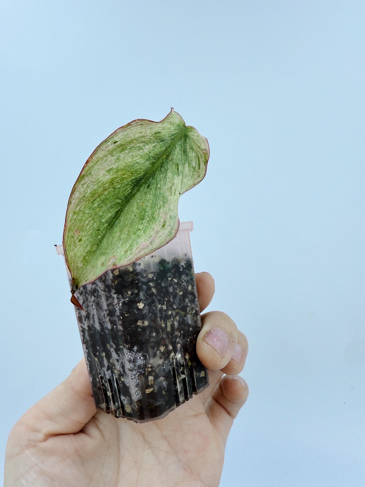 Philodendron Mican Mint Variegated