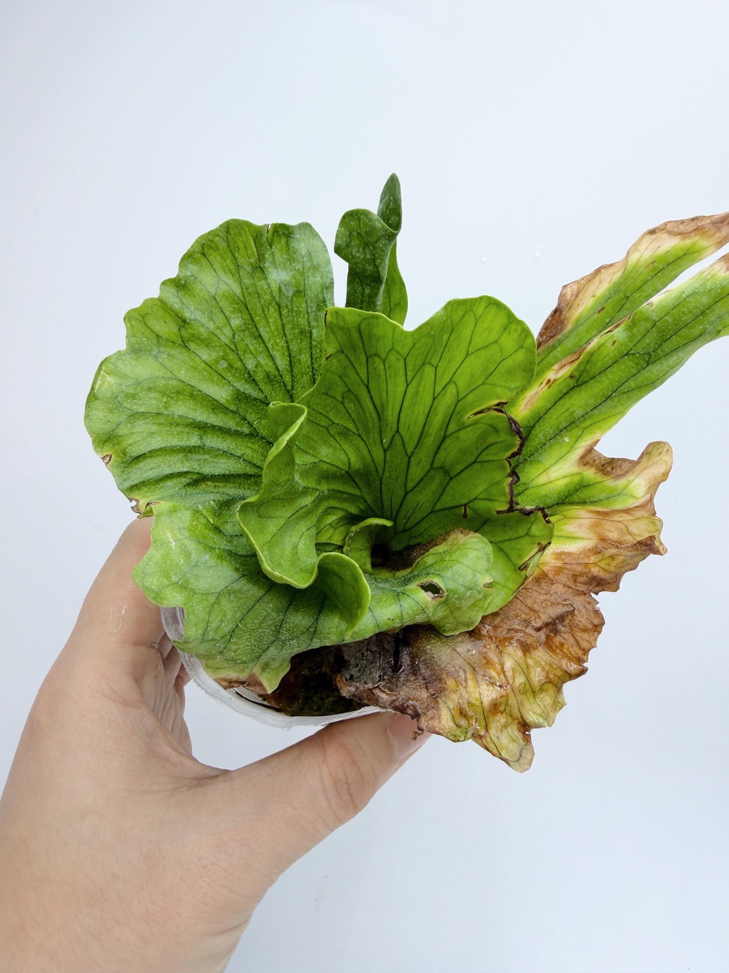 Platycerium wandae 'Dwarf Curling'