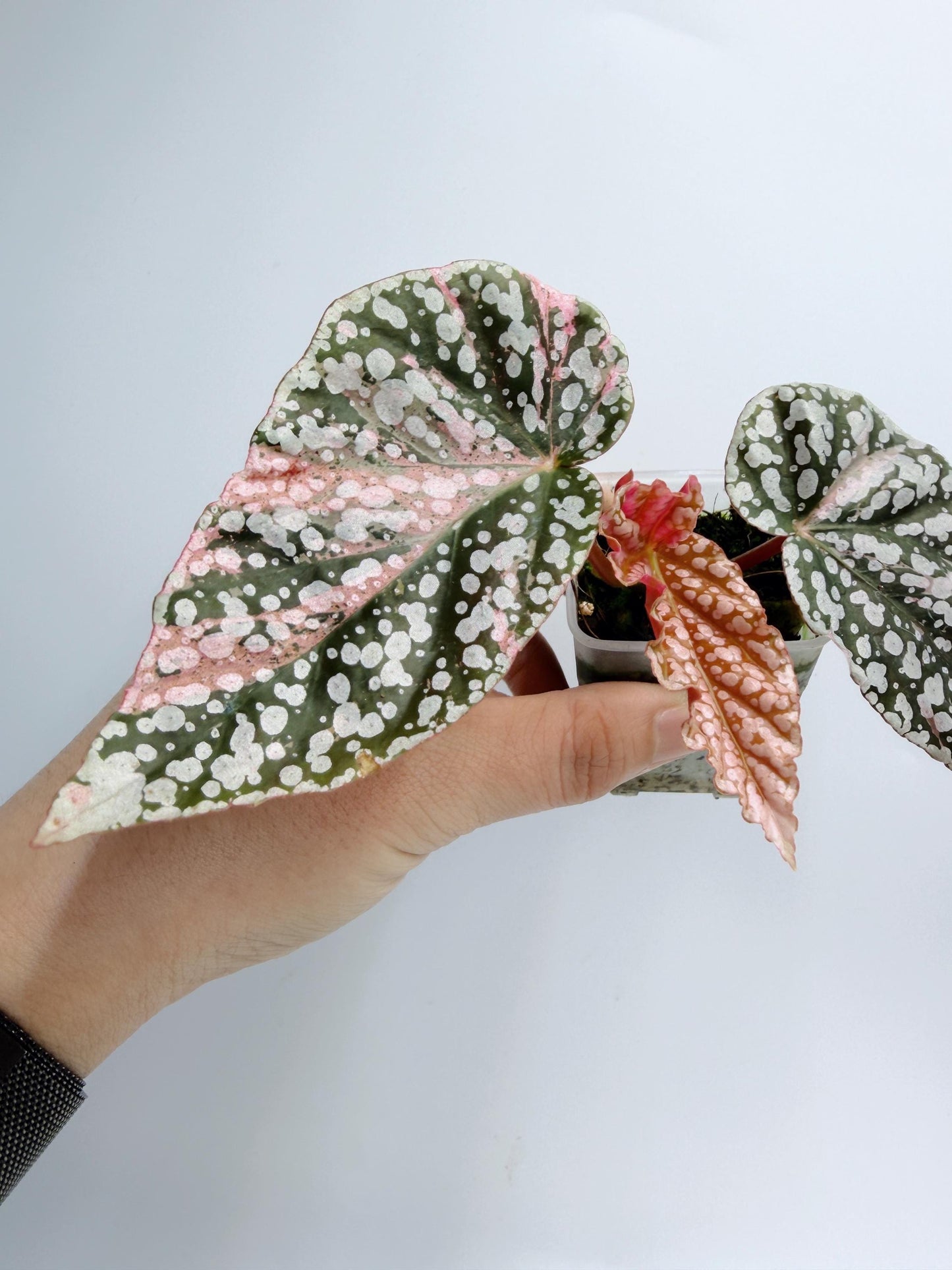 Begonia Snow Capped Variegated