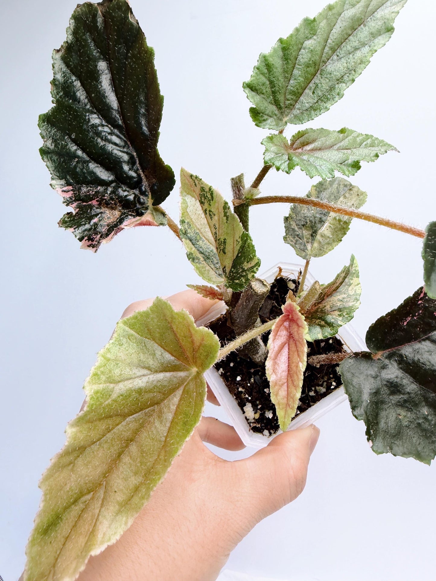 Begonia Ginny Galaxy Variegated