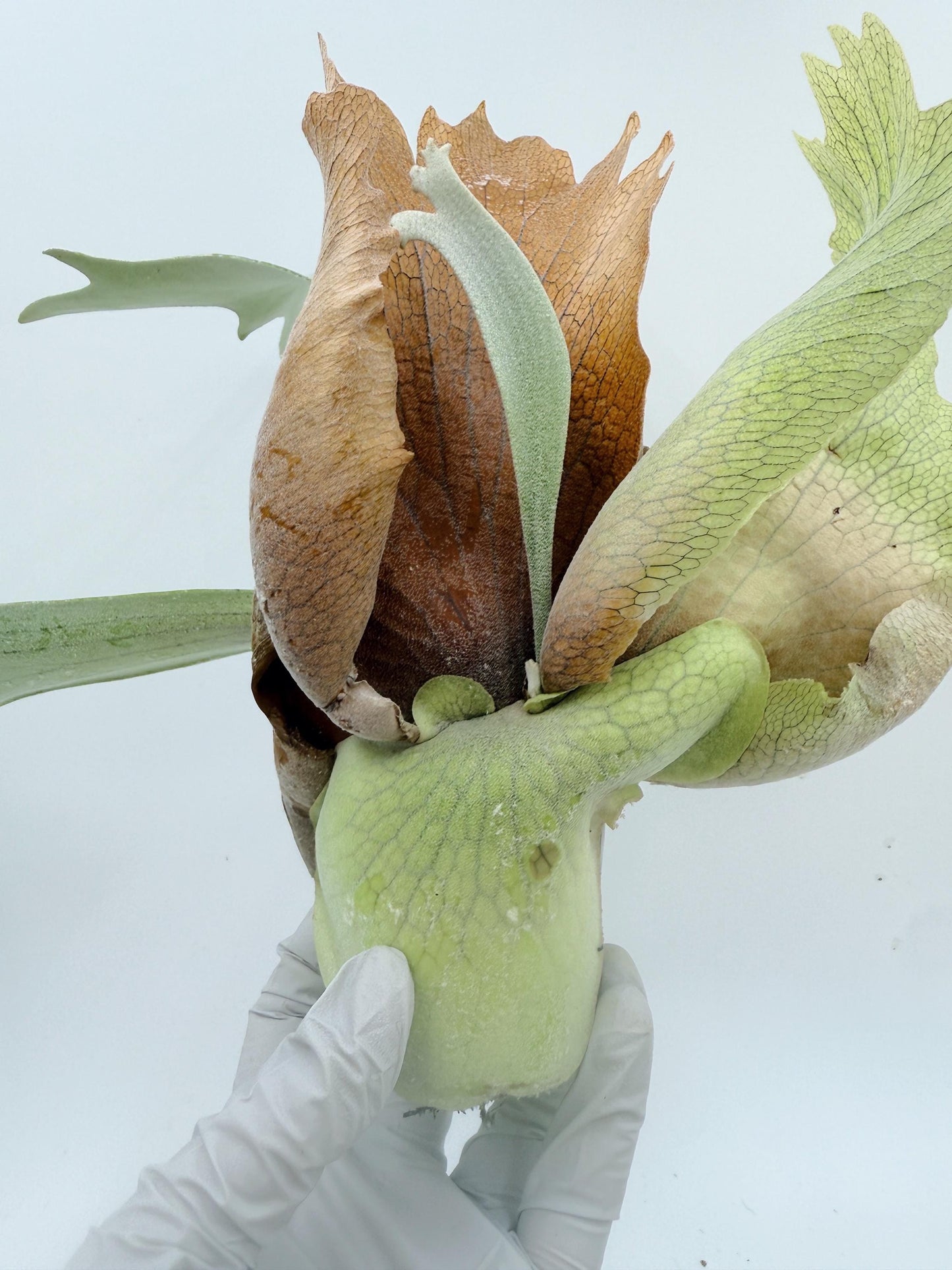 Platycerium Bifurcatum sp.White