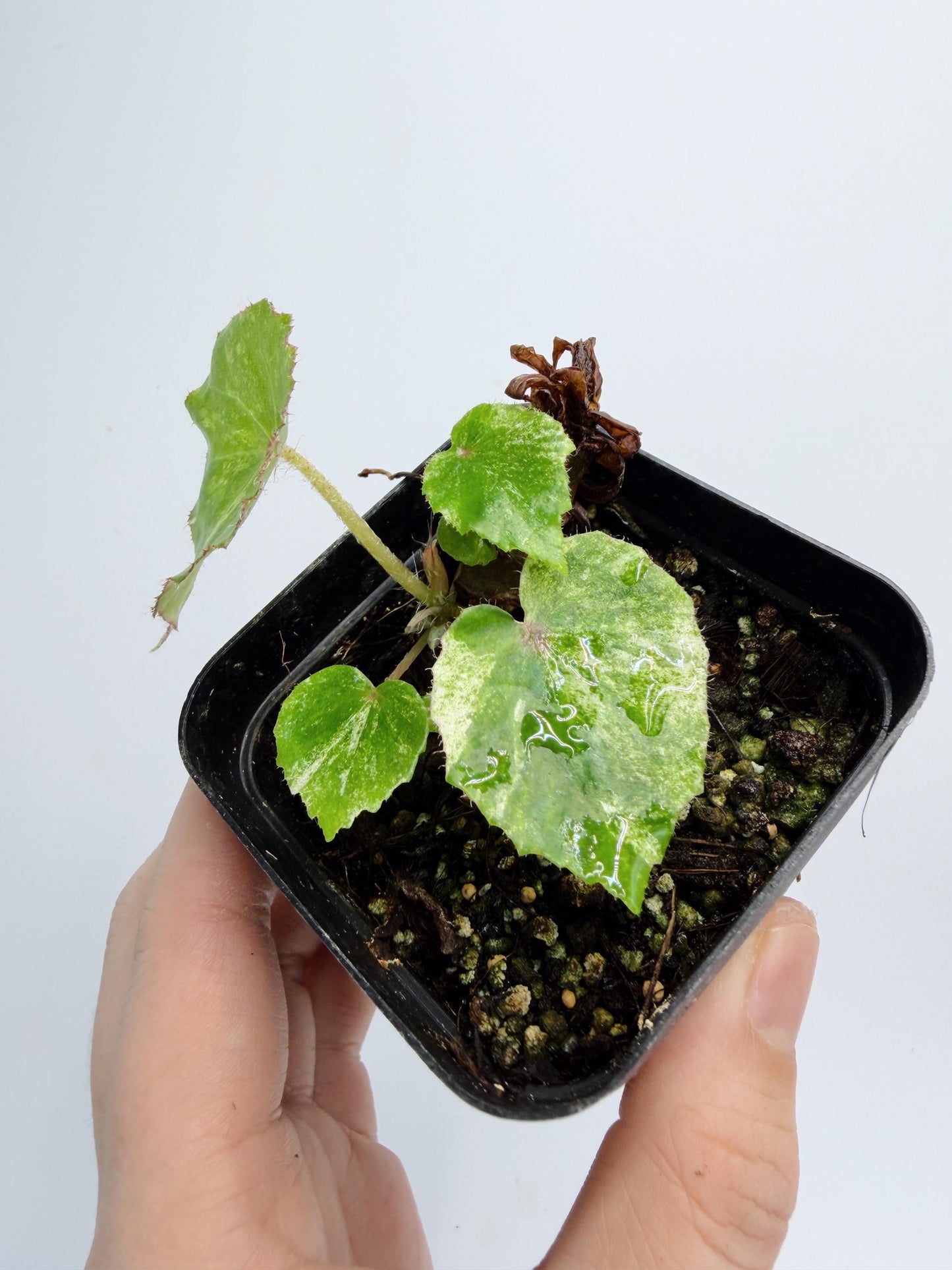 Begonia Rouge Variegated