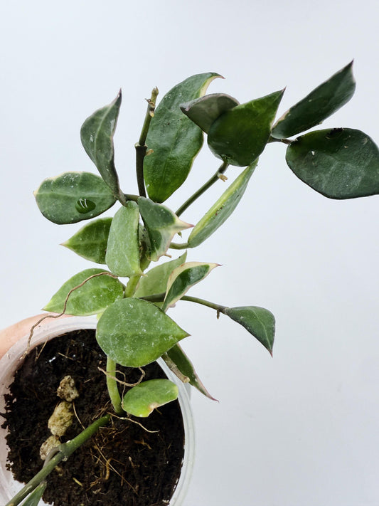 Hoya Lacunosa Asami Clone 2
