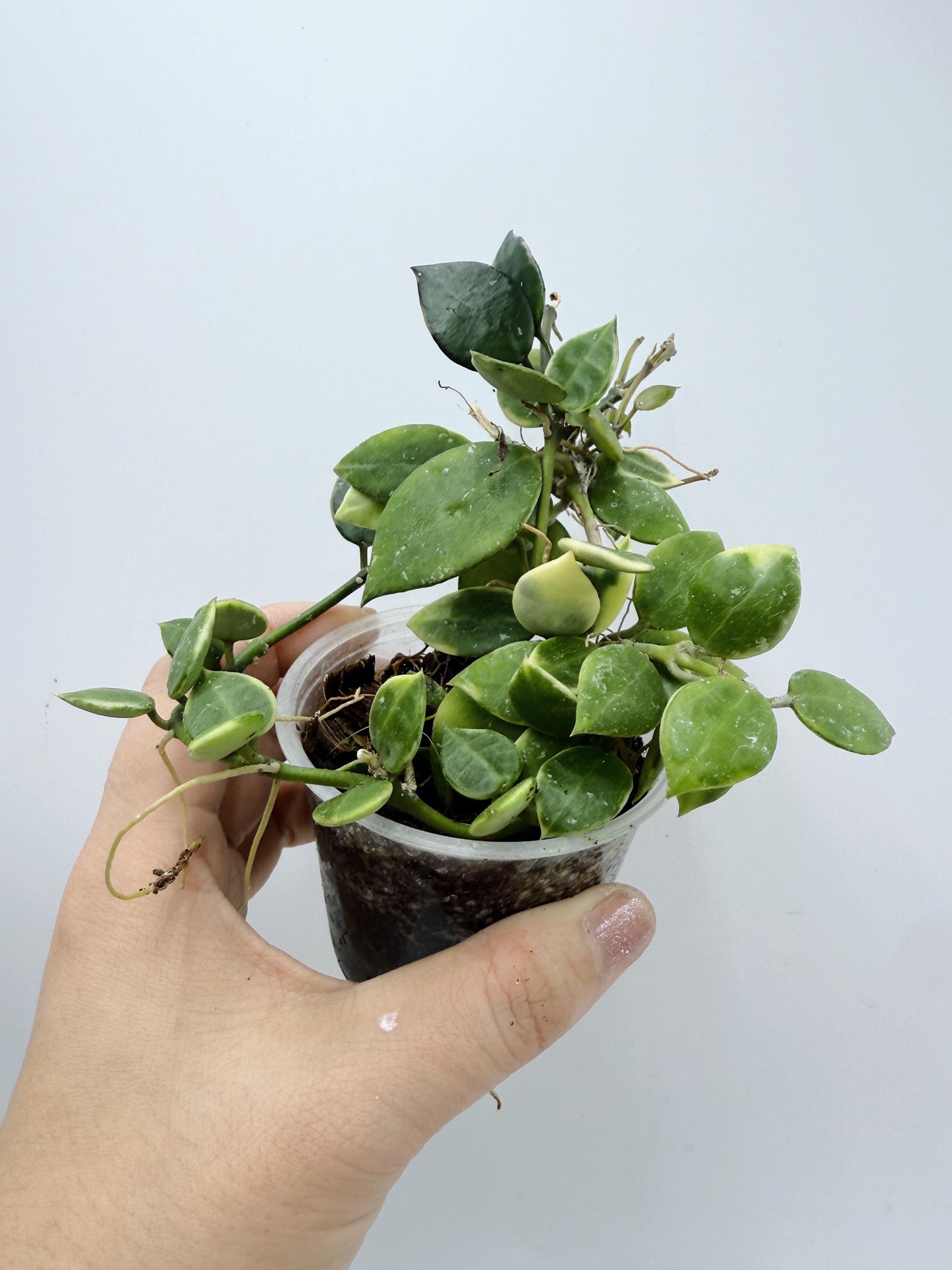 Hoya Lacunosa Asami Clone 2