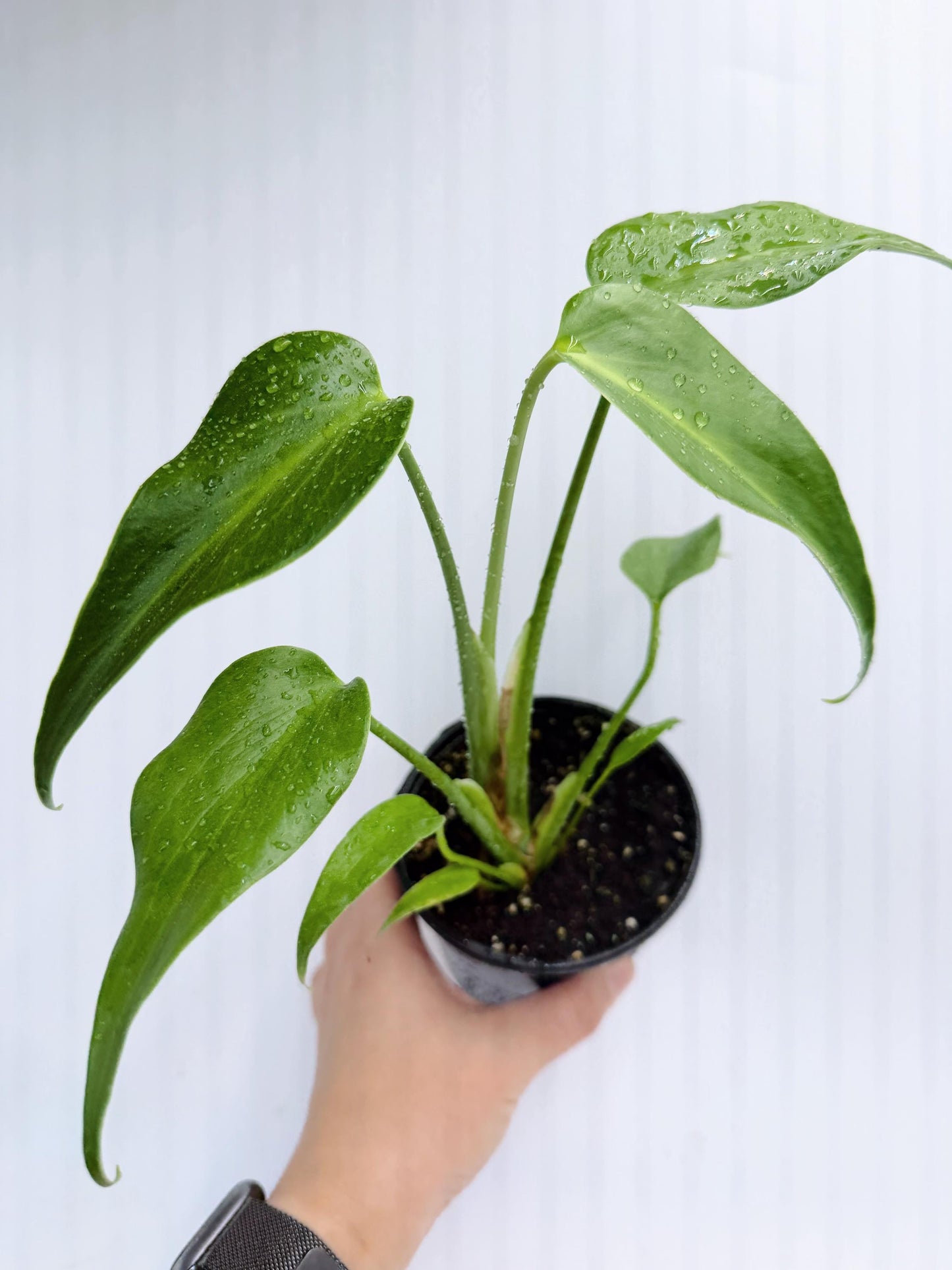 Monstera Burle Marx Flame