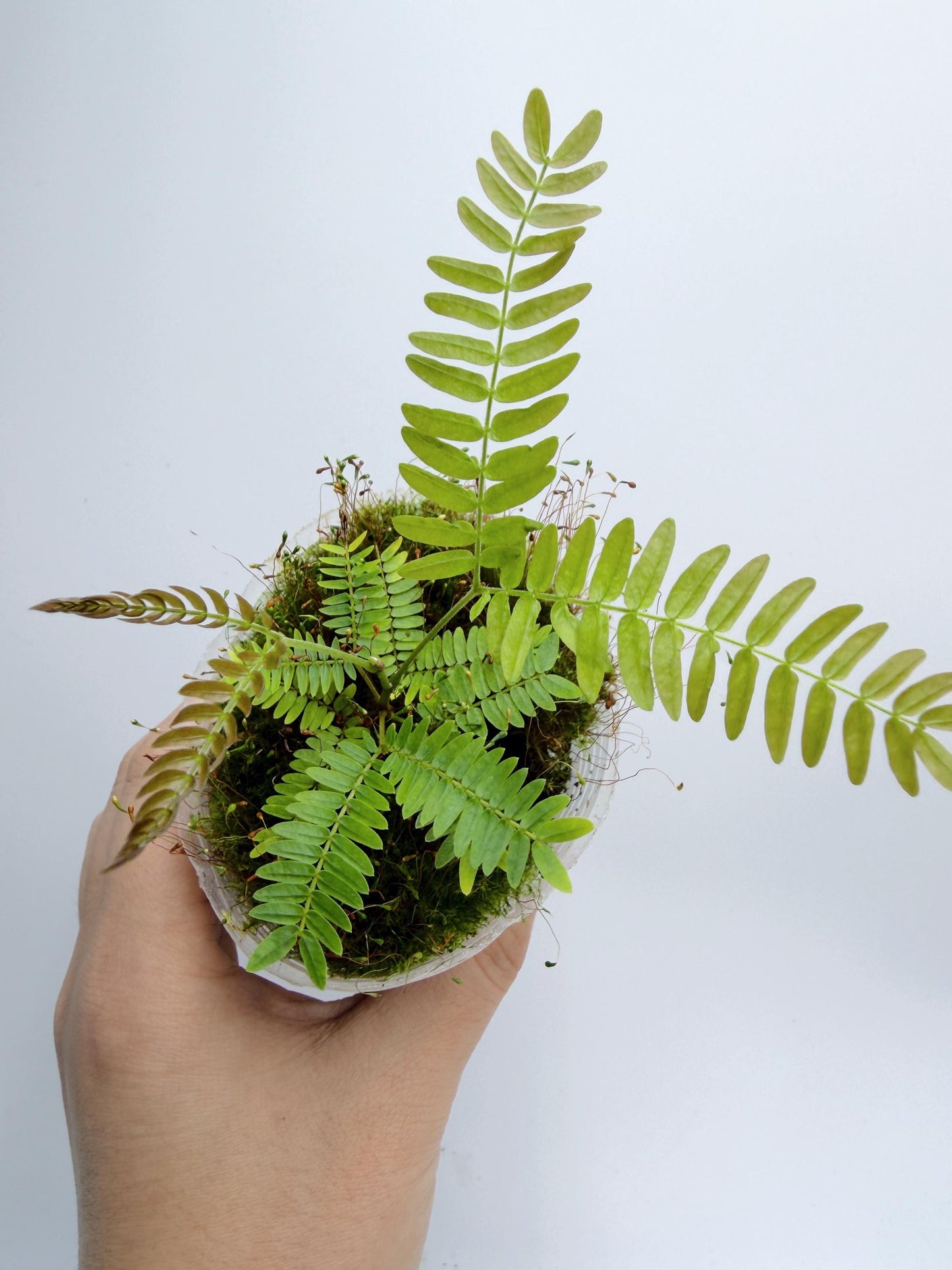 Cojoba Arborea (Everfresh tree)