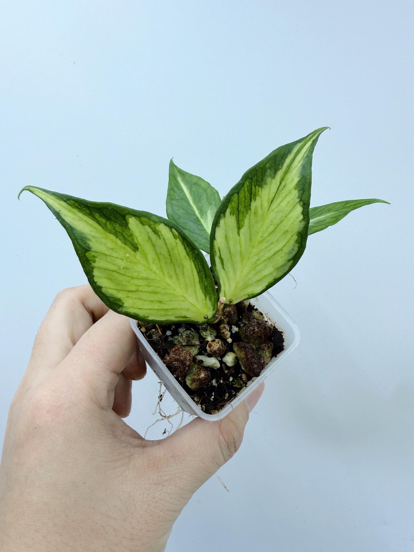 Hoya Polyneura Inner Variegated