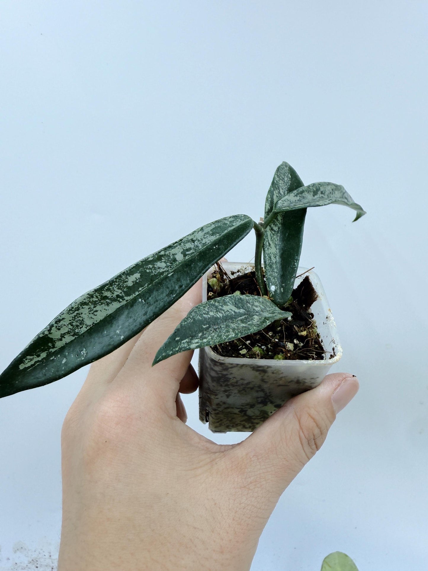 Hoya Minibelle Splash