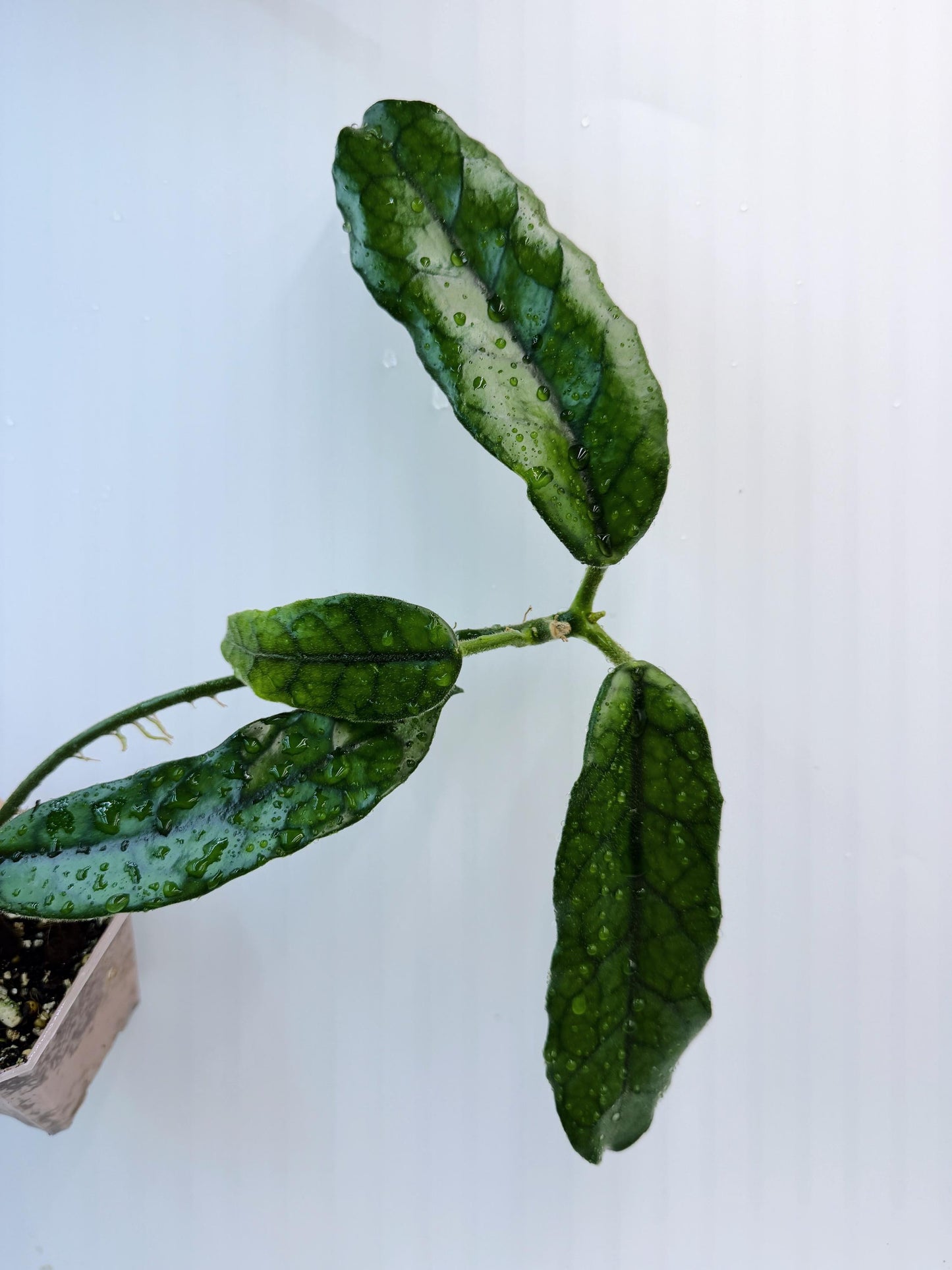 Hoya Globulosa (long leaf)