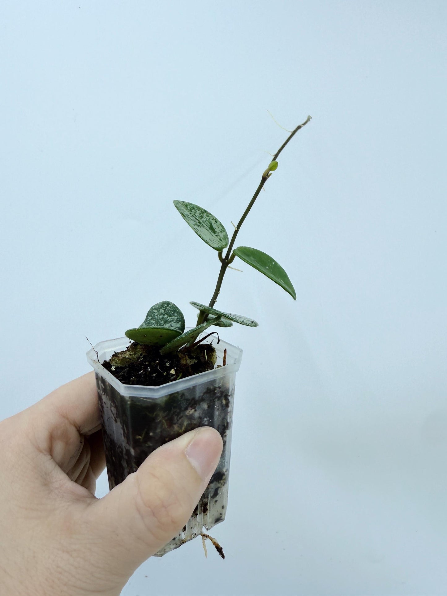 Hoya Mathilde Splash