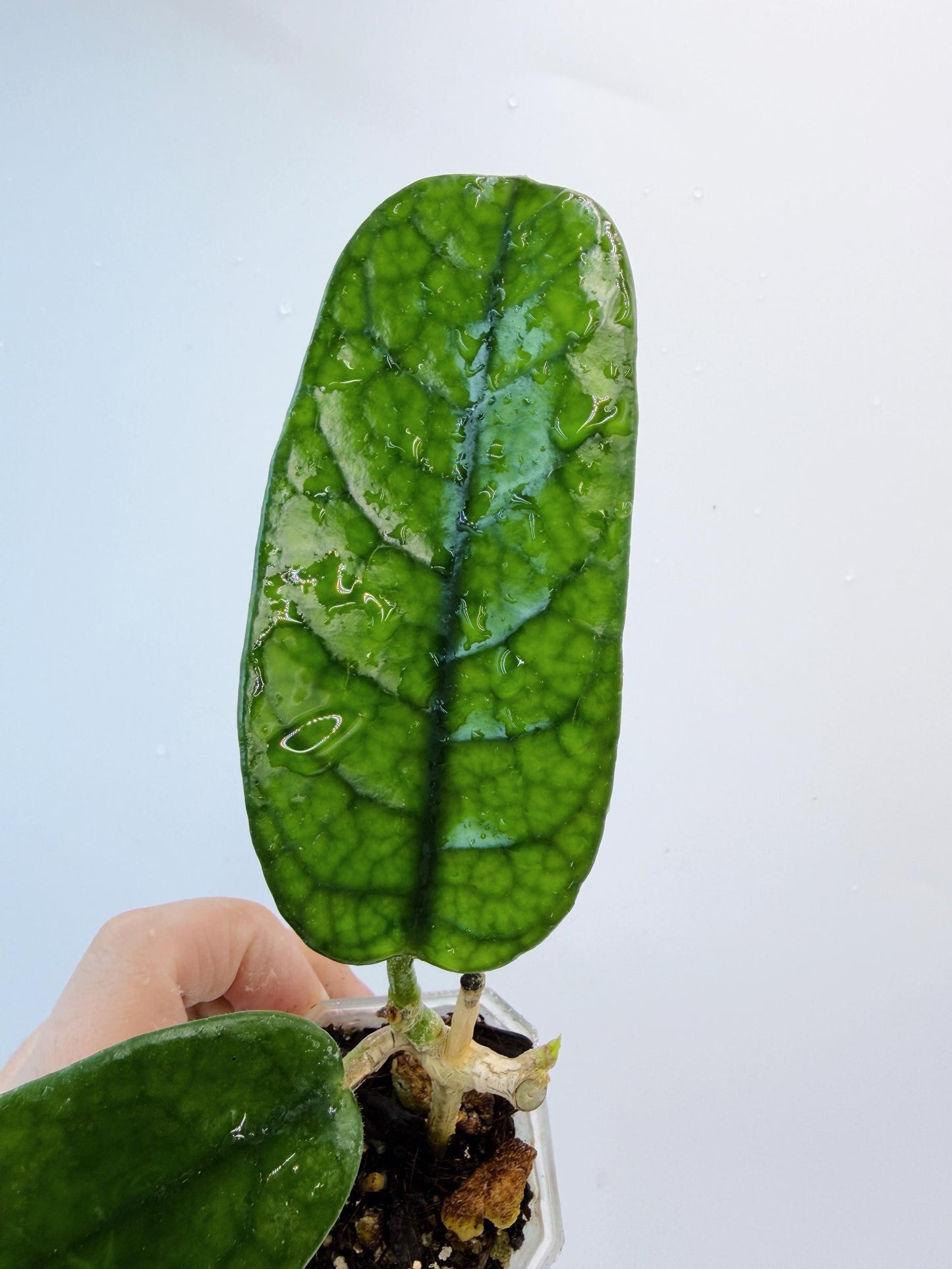 Hoya Mutuo